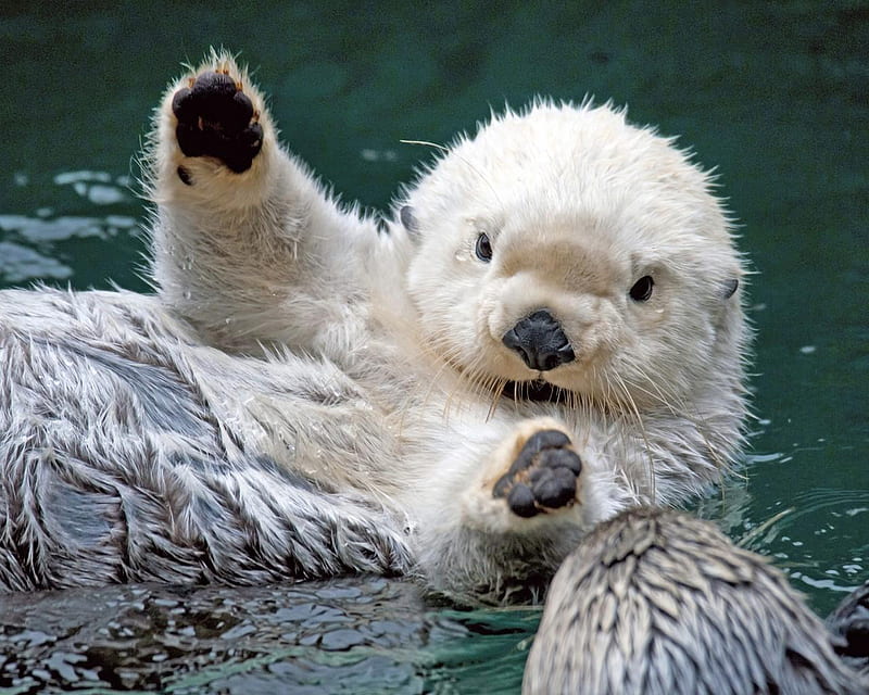 Sea Otter, otter, water, river, white, animals, fur, HD wallpaper