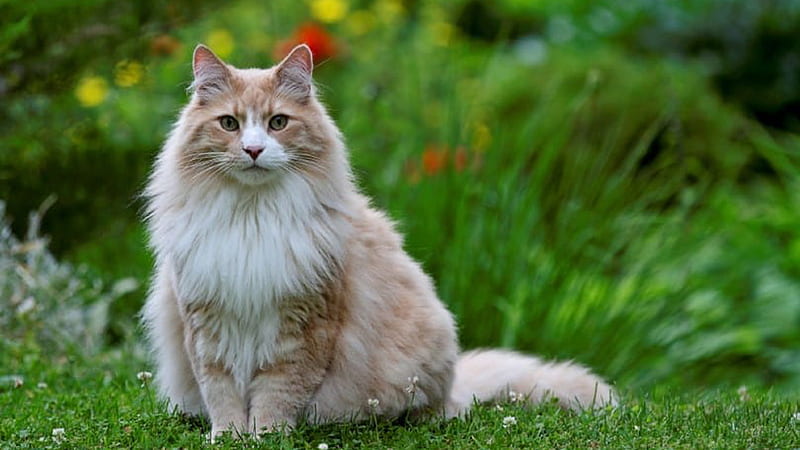 White Light Brown Cat Is Sitting On Grass In Blur Green Plants ...