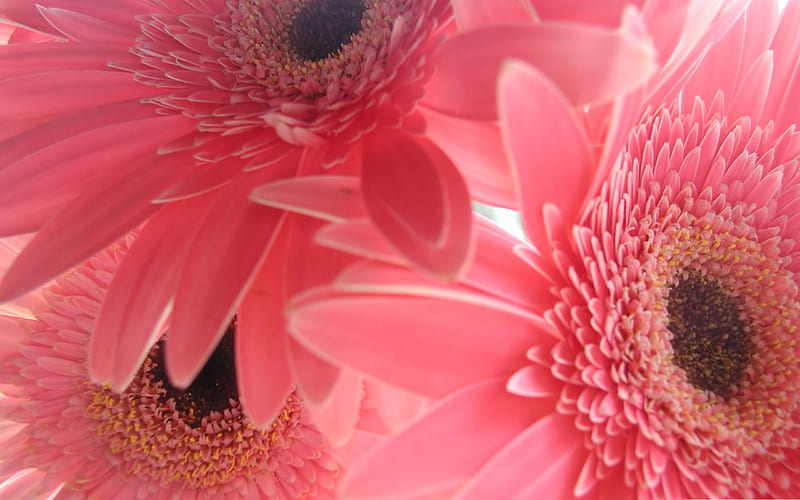 pink gerbera flowers-Flowers, HD wallpaper