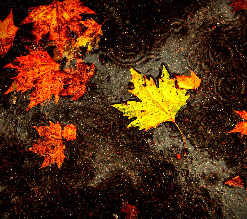 Autumn Leaves, autumn, leaves, HD wallpaper
