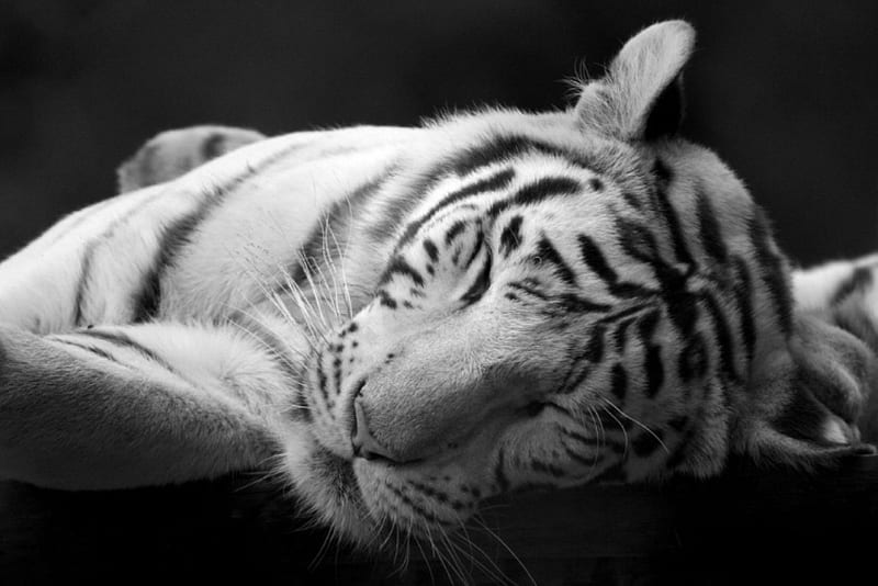 Tiger, white, animal, HD wallpaper