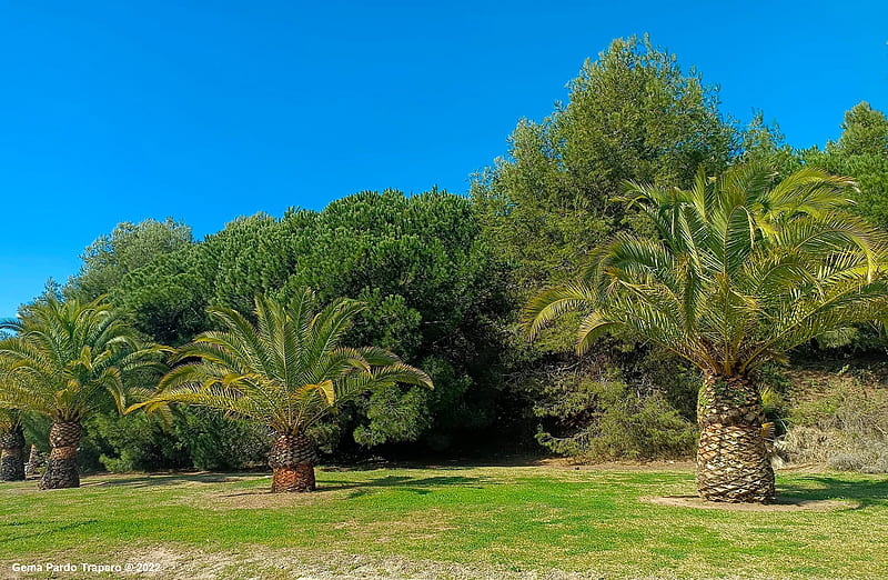 Earth, Palm Tree, Malaga , Spain, HD wallpaper