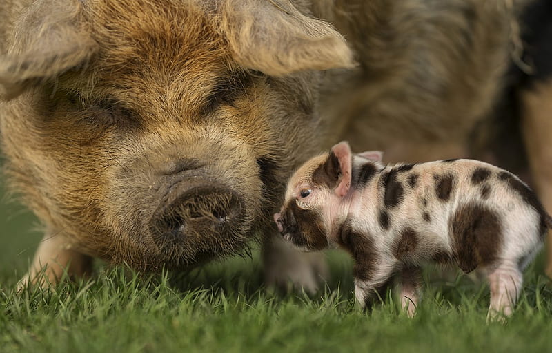 grass, pig, little, pigs for , section животные -, Black Pig, HD wallpaper