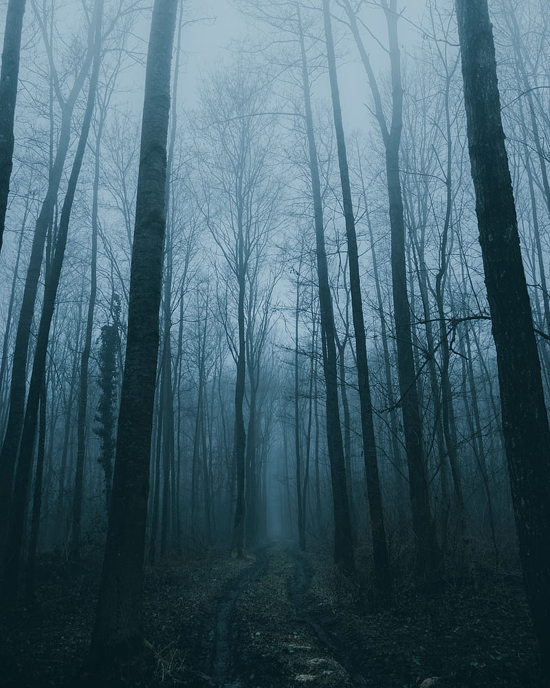 forest, fog, path, trees, nature, HD phone wallpaper
