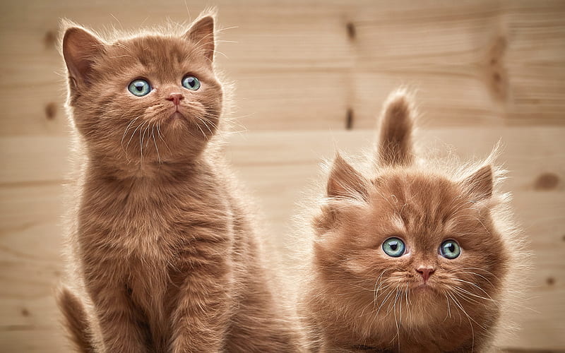 British Semi Longhair Cat, kittens, pets, cats, cute animals, British Semi Longhair, HD wallpaper