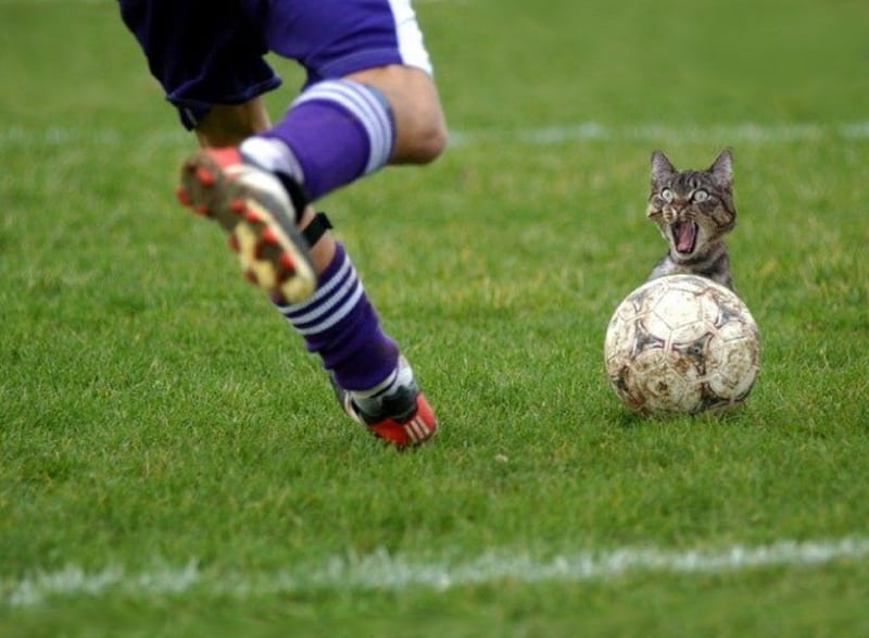 footballer and cat, soccer, football, funny, cat, HD wallpaper