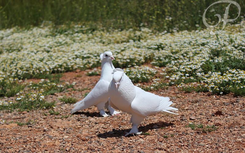 *** White pigeons ***, birds, pigeons, white, animals, animal, HD wallpaper