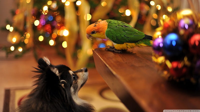 small talk, tree, bird, christmas, parrot, dog, HD wallpaper