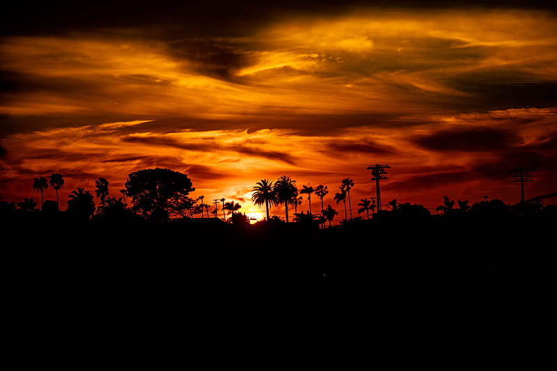 palm, sunset, silhouette, sun, black, HD wallpaper