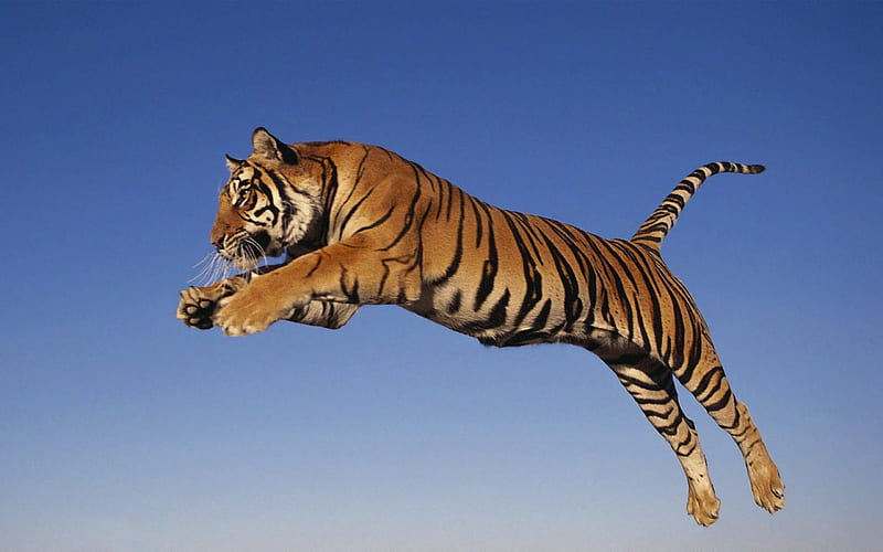 jumping tiger, whiskers, large, hunter, strong, HD wallpaper