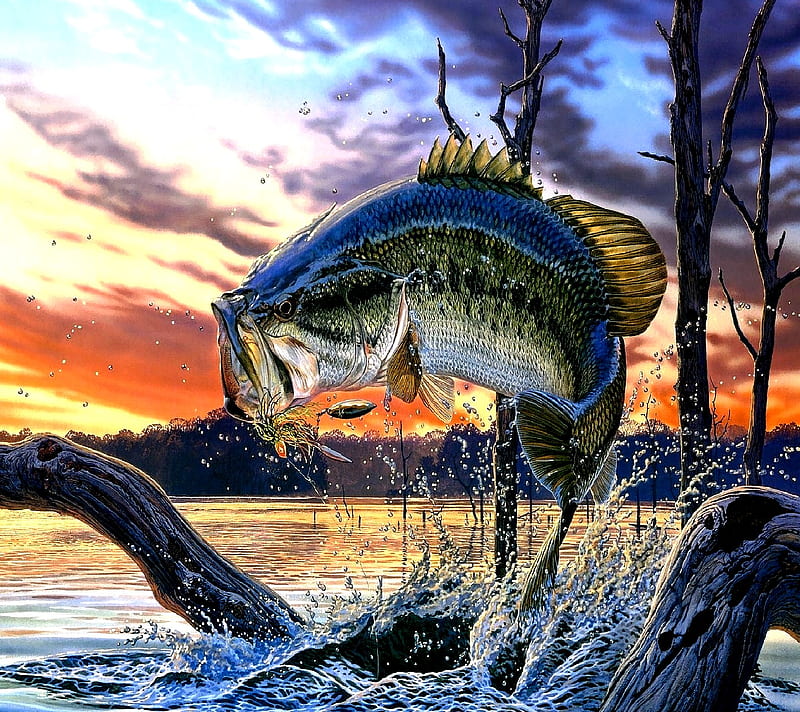fish, HD wallpaper