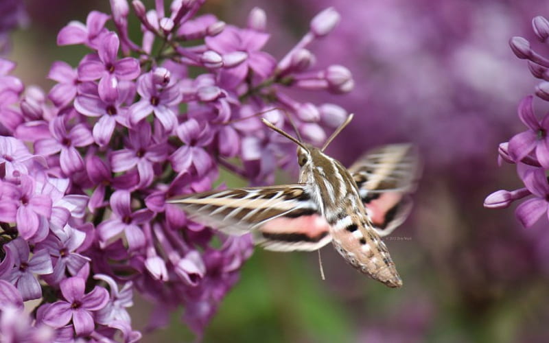 4K free download | Sweet In Purple, bee, flowers, nature, purple, HD