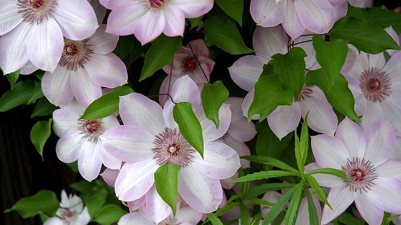 Light Purple White Clematis Flowers With Green Leaves Flowers, HD wallpaper