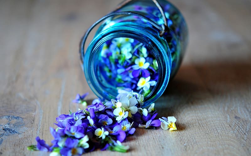 Flores violetas y azules, violeta, mundo vegetal, azul, blanco, plantas,  botánica, Fondo de pantalla HD | Peakpx