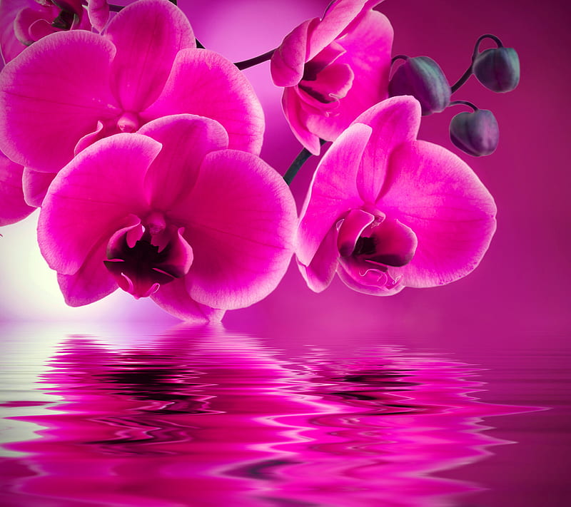 Orchid, bonito, flowers, pink, water, HD wallpaper