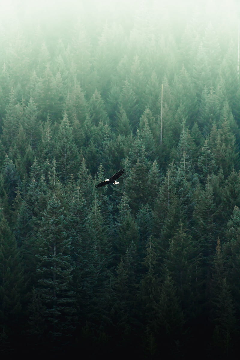 eagle, flight, forest, aerial view, HD phone wallpaper