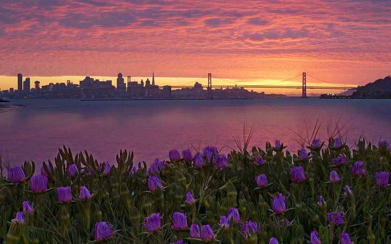 San Francisco, flowers, sunrise, bridge, HD wallpaper