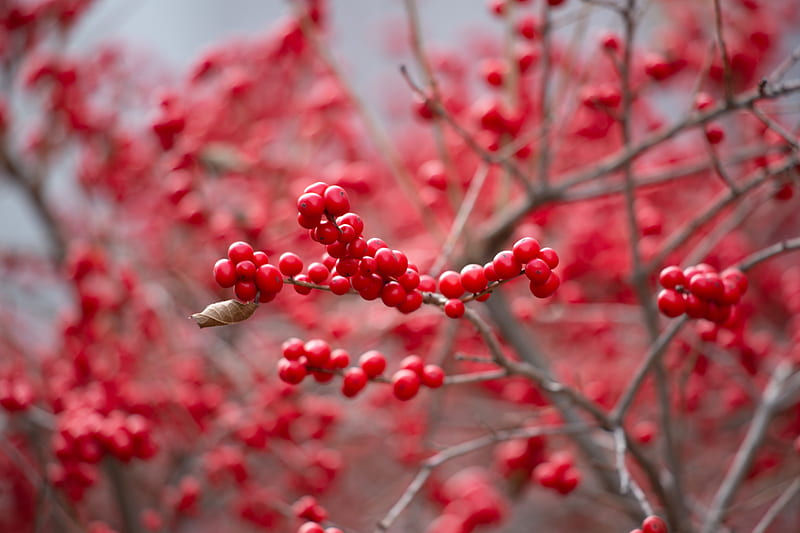 berry, red, branch, HD wallpaper
