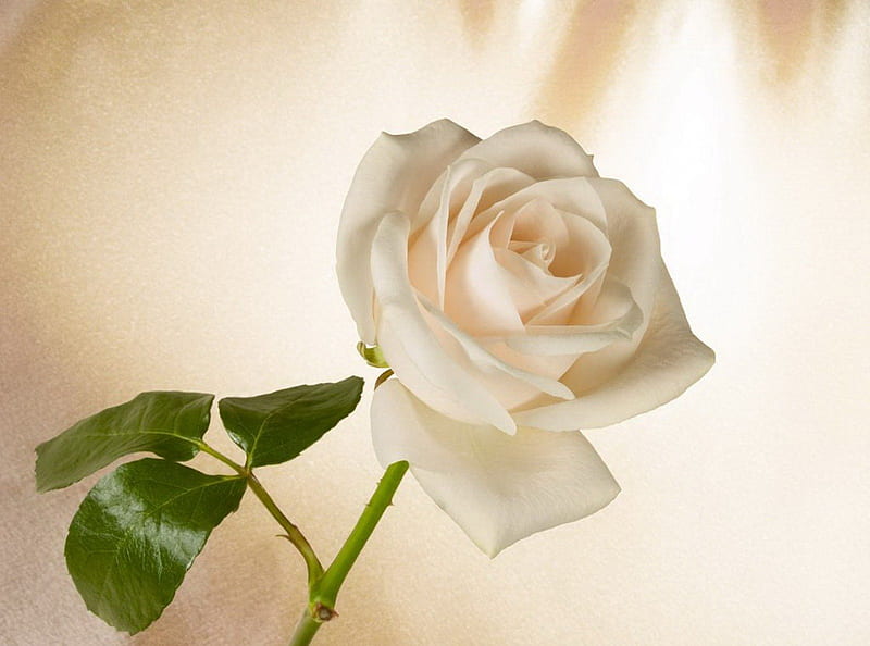 One single rose, flower, petals, white, rose, HD wallpaper