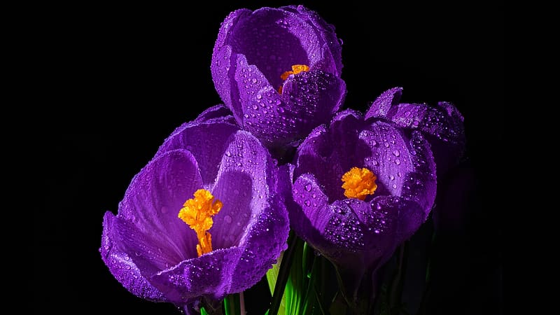 Crocuses, black, purple, saffron, spring, crocus, flower, orange, brebenel, HD wallpaper