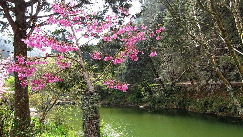 Beautiful nature, forest, Cherry blossoms, bonito, trail, nature, river, HD wallpaper