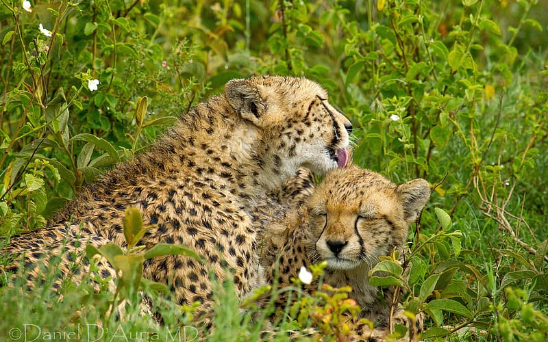 Cats, Cheetah, Animal, HD wallpaper | Peakpx