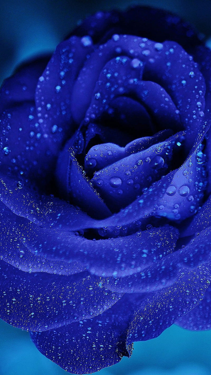Rosa Blu, icio, roses, HD phone wallpaper