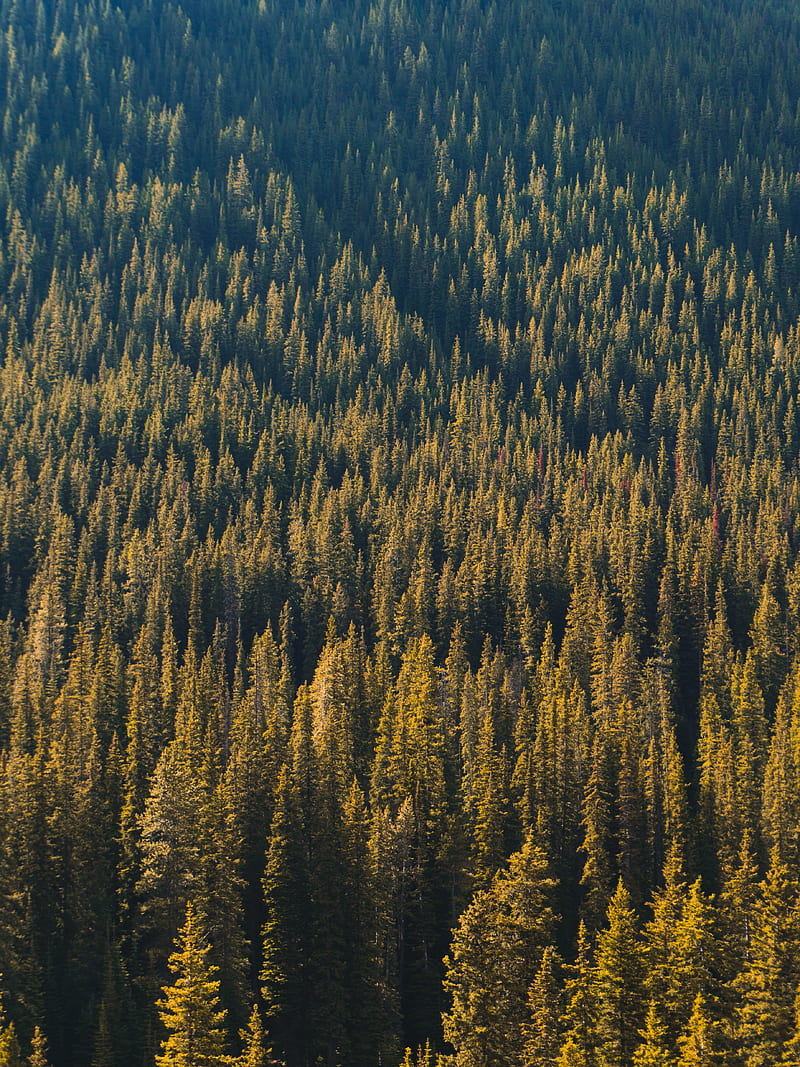 forest, aerial view, trees, pines, coniferous, green, HD phone wallpaper