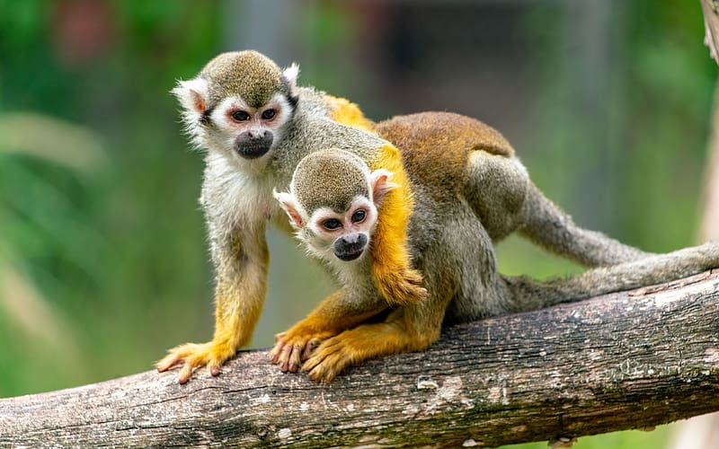 Squirrel monkeys, squirrel, animal, monkey, primate, yellow, amazon, nature, HD wallpaper