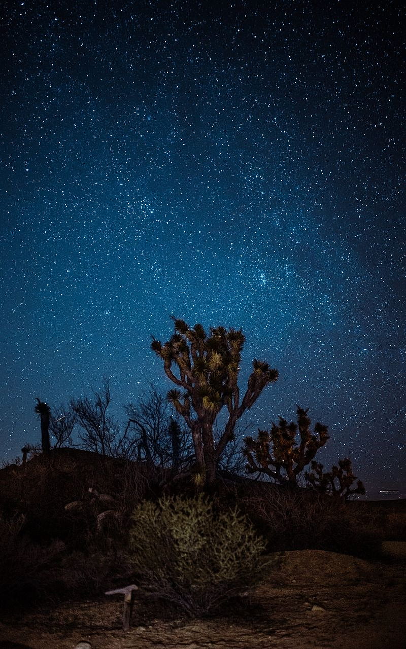 night yucca desert starry sky. Joshua tree, Joshua tree national park, Night skies, Desert Galaxy, HD phone wallpaper