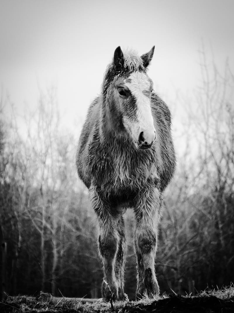 My Little Pony, baby, black, horse, horses, ohsnapgraphy, white, HD phone  wallpaper | Peakpx