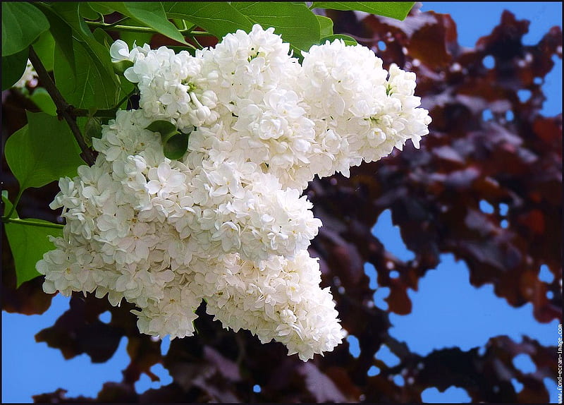 Lilac wedding white, tree, leaves, pure white, growing, branches, lilacs, HD wallpaper