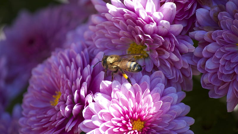 Bees make honey, Honey, Pollen, Honey bee, Honeycomb, Pollinate, Nectar, HD wallpaper