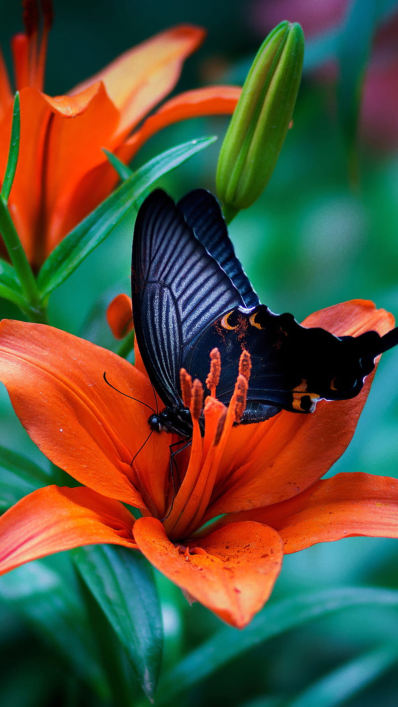 Butterfly on Flower , orange, macro, background, HD phone wallpaper
