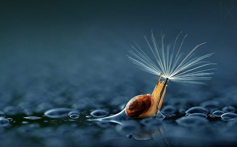 A gift for you, snail, dew, blue sweet, attraction, water, clinmbing, bubbles, flower, dew drops, HD wallpaper