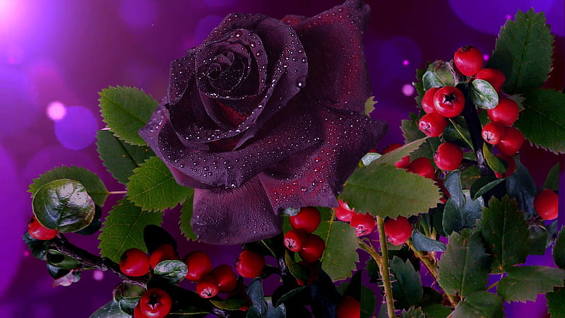 Rose, Flowers, Burgundy, Berries, HD wallpaper