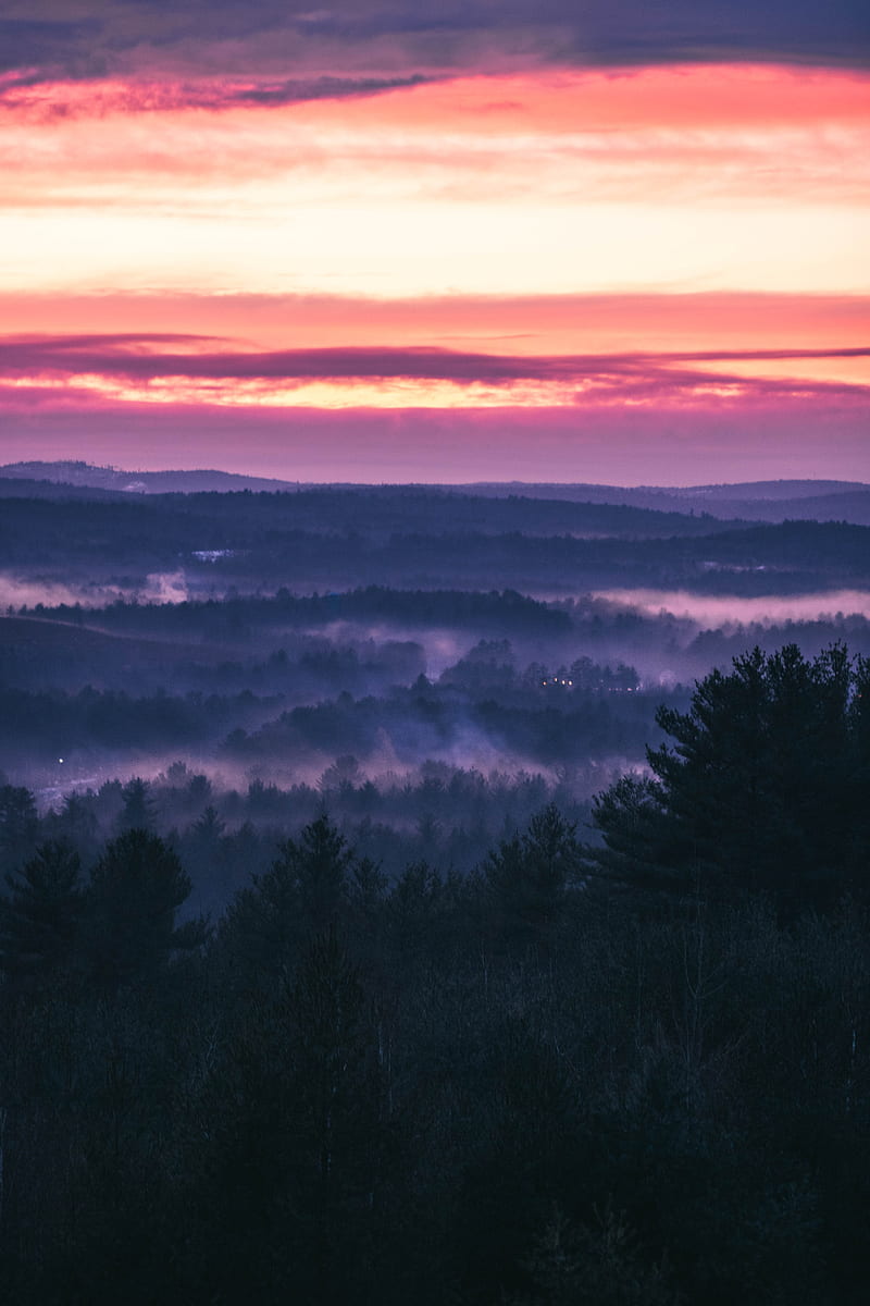 forest, fog, sunset, trees, sky, evening, HD phone wallpaper