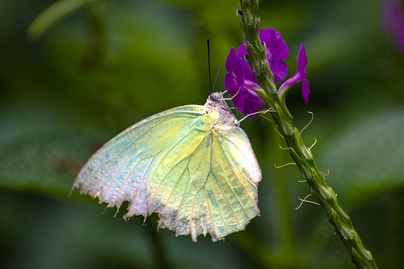 white and green butterfly perched on purple flower in close up graphy during daytime, HD wallpaper