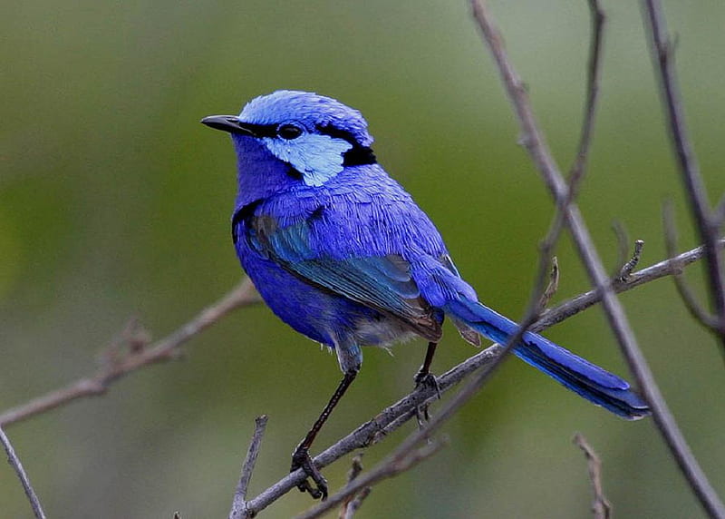 Splendid Fairy Wren., wren, bird, animal, perch, blue, HD wallpaper
