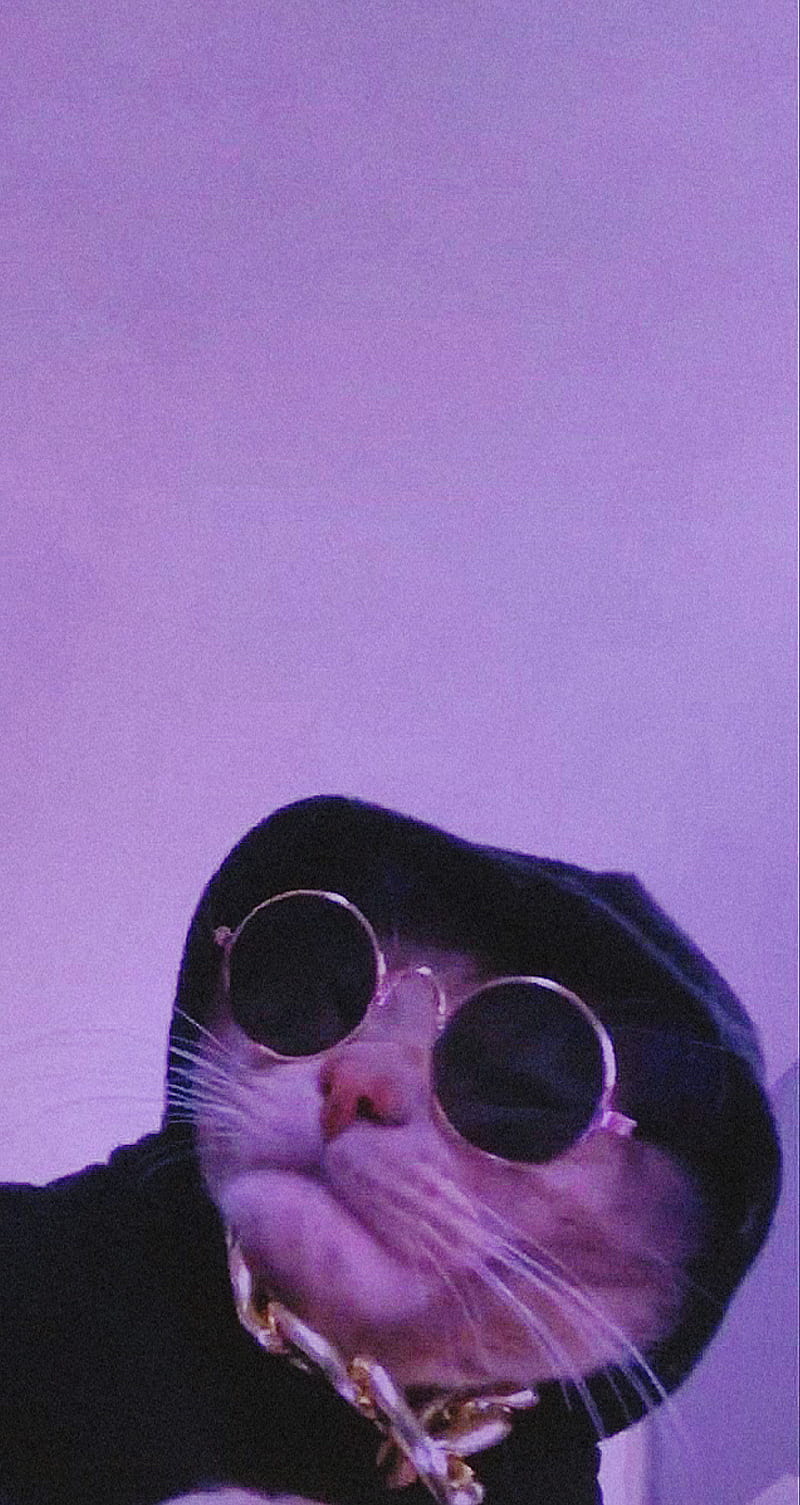 Cat Head, animals, cool, cute, glasses, happy, positive, HD phone wallpaper