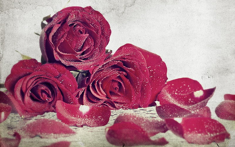 Salty Passion, red roses, romance, love, passion, parfume, salty, roses, HD wallpaper