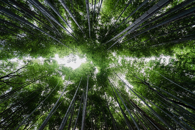 low angle graphy of bamboo trees, HD wallpaper