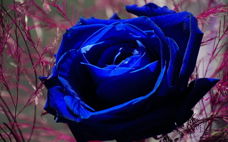 roses, blue rose, bud, macro, HD wallpaper