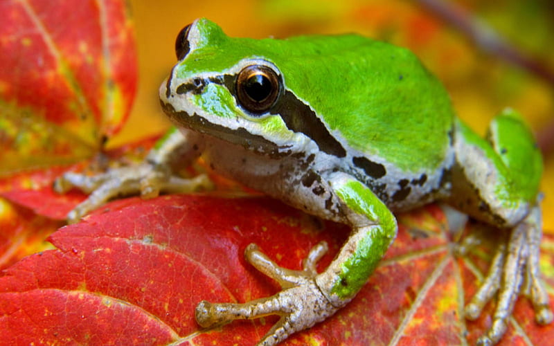 frog on leaf-Natural animal, HD wallpaper