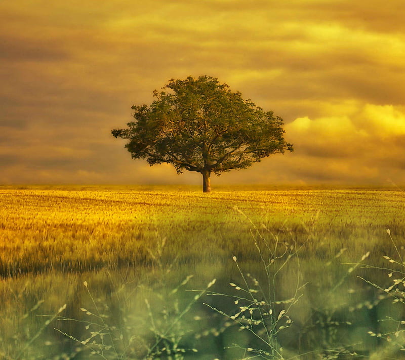 Alone, field, loneliness, tree, HD wallpaper | Peakpx