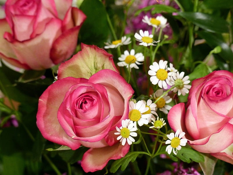 Pink Rosacea, flowers, nature, petals, roses, pink, HD wallpaper