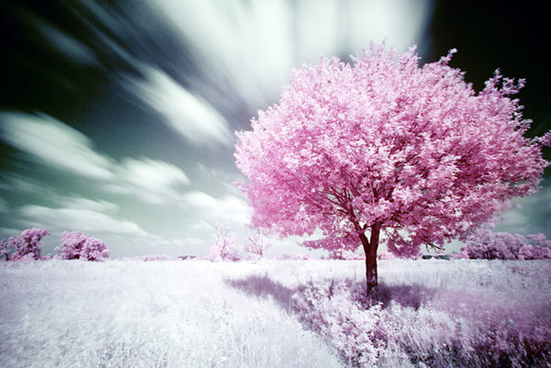 Nature pink, tree, 3d, nature, pink, HD wallpaper | Peakpx
