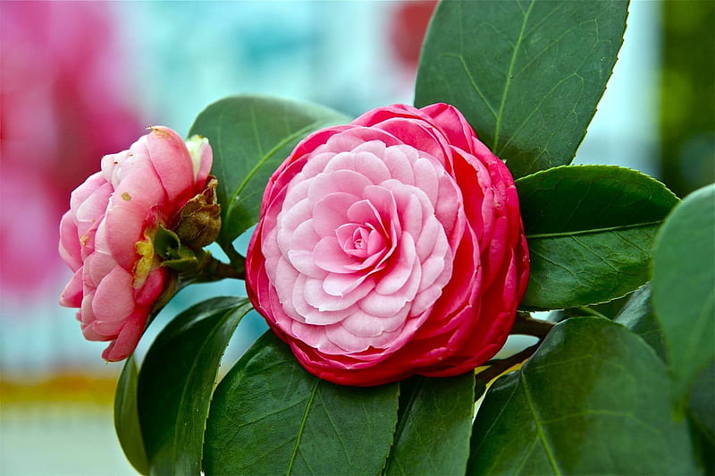 Pink Camellias, Camellias, Leaves, Flowers, Nature, HD wallpaper