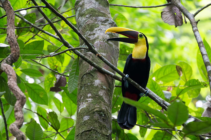 toucan, bird, beak, branches, tree, HD wallpaper