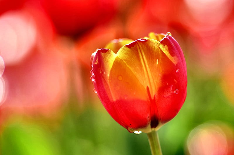Raindrops on Tulip C, romance, raindrops, bonito, floral, graphy, love, wide screen, flower, beauty, tulip, HD wallpaper